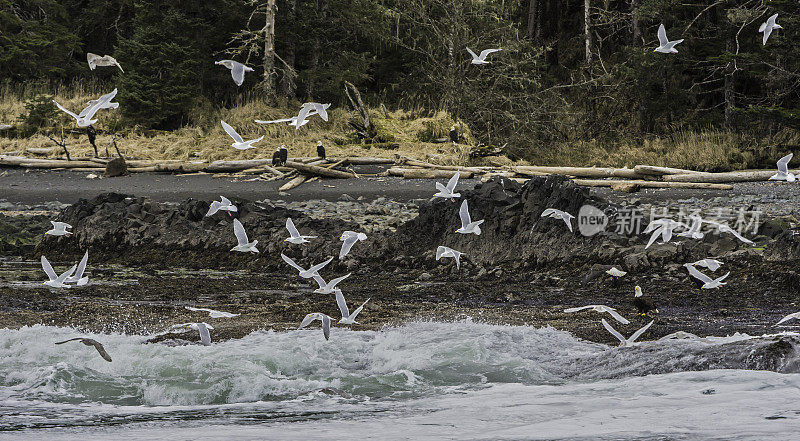 白鸥(Larus hyperboreus)是一种大型海鸥，是世界上第二大海鸥，在北半球的北极地区繁殖，在阿拉斯加有大量发现。锡特卡的声音,阿拉斯加。